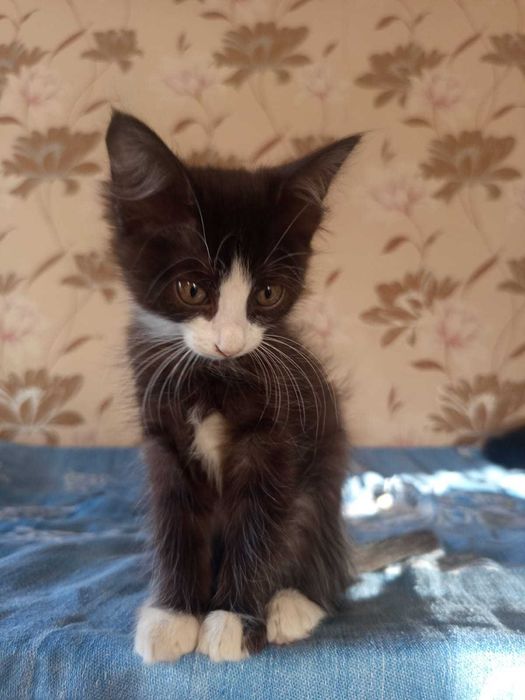 Котята бесплатно