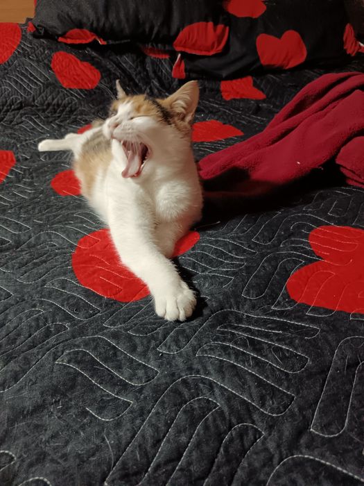 Donez responsabil femela 11 luni