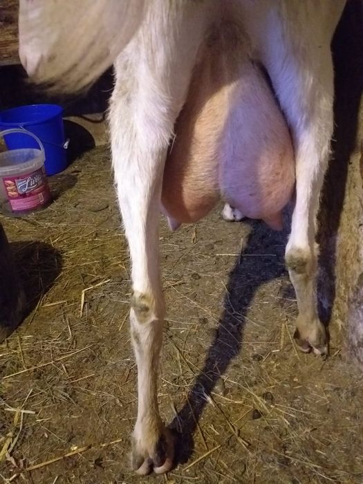 Vând lapte de Capra.  15 lei litru