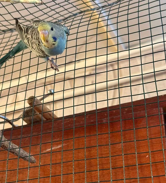 Попугаи волнистые