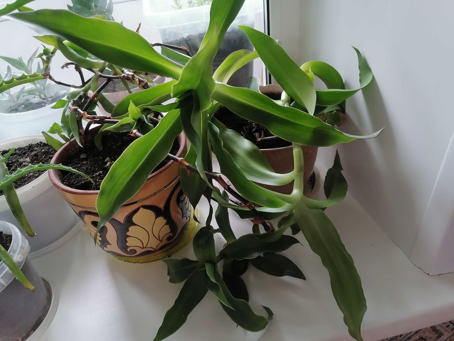 Золотой ус лечебный