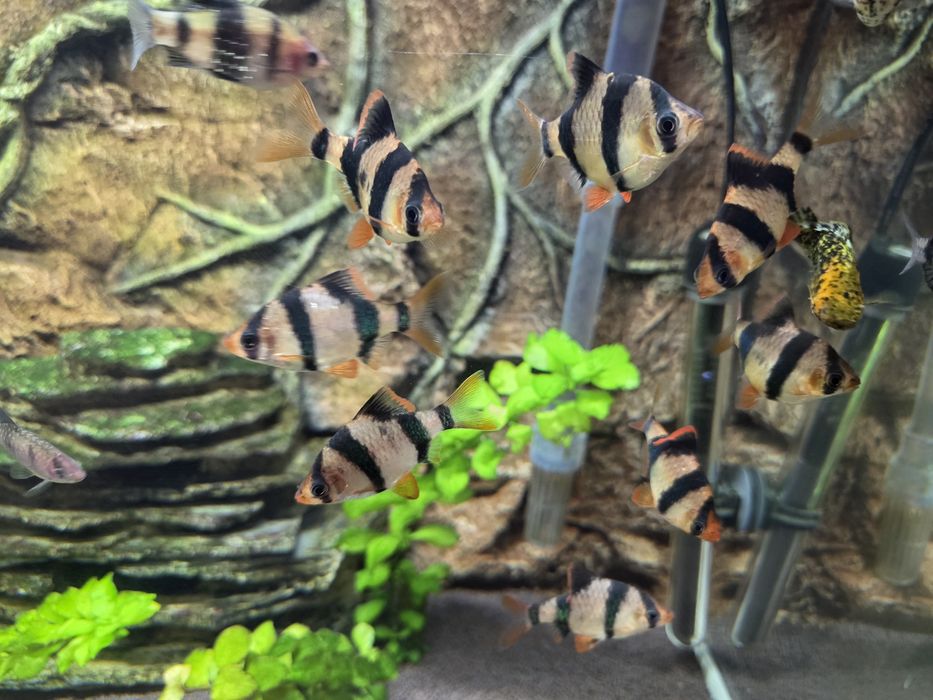 Суматранский барбус стая 9 шт