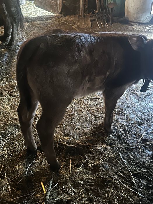 Vaca bălțata românească cu vitica nelgian