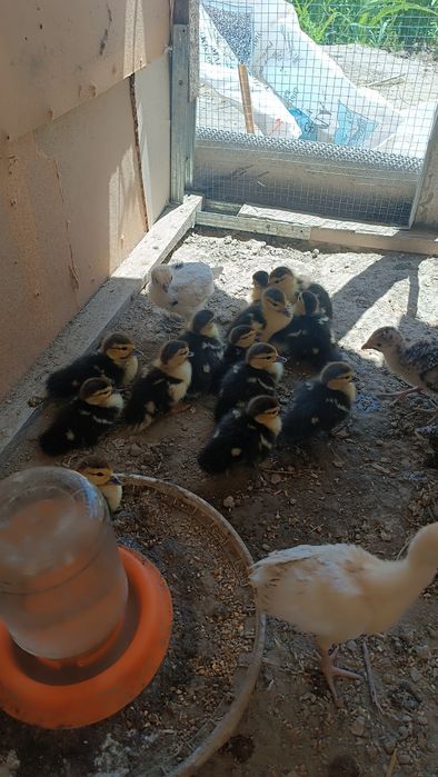 Indautka jöjalrı sotıladı. 3 kunlık. 35 mingdan