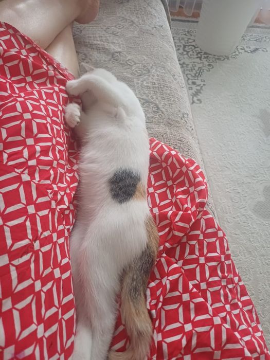 Отдам котенка в добрые руки