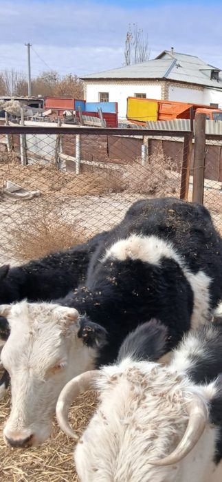 Қашар 3 жасқа толады бағасы 330 мың