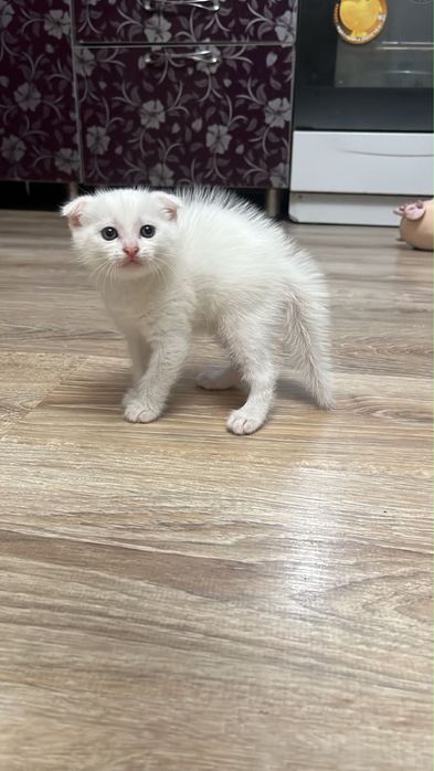 Британские вислоухие котята