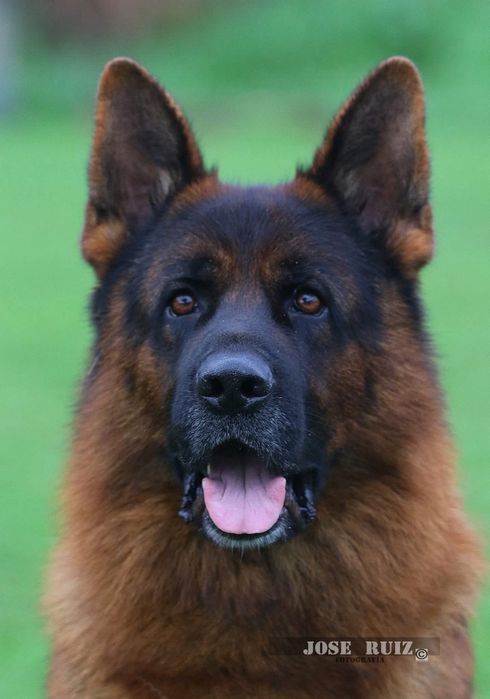 Ciobanesc german cu pedigree