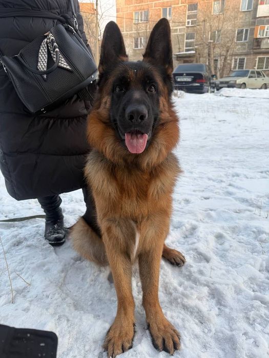 Вязка Немецкая Овчарка