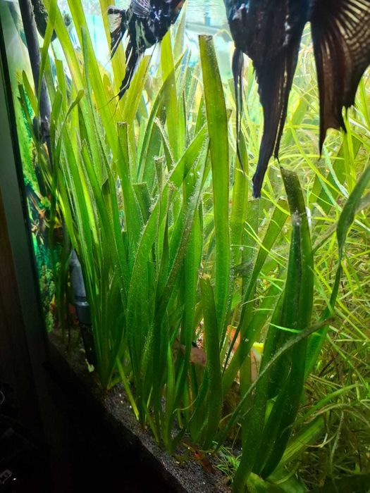 PLANTE de acvariu