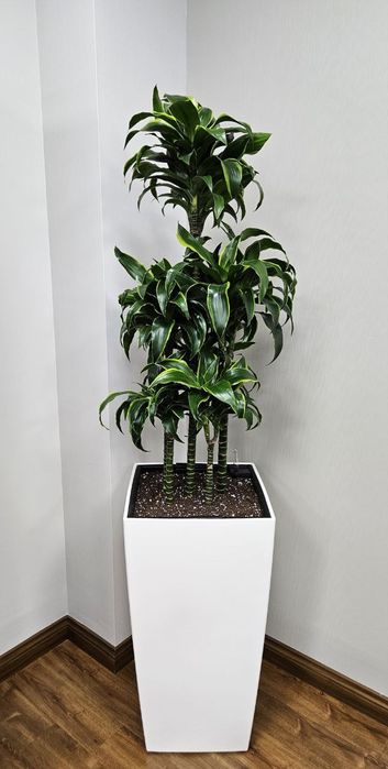 Офисные растения