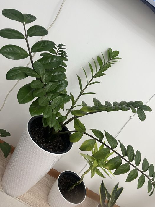 Доллар гүлі сатылады