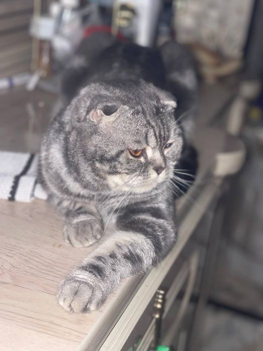 Предлагается кот на вязку