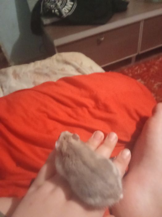 Хомячок хороший 2 месяца