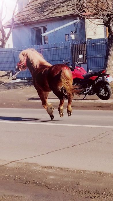 Vând poneii de 5 ani