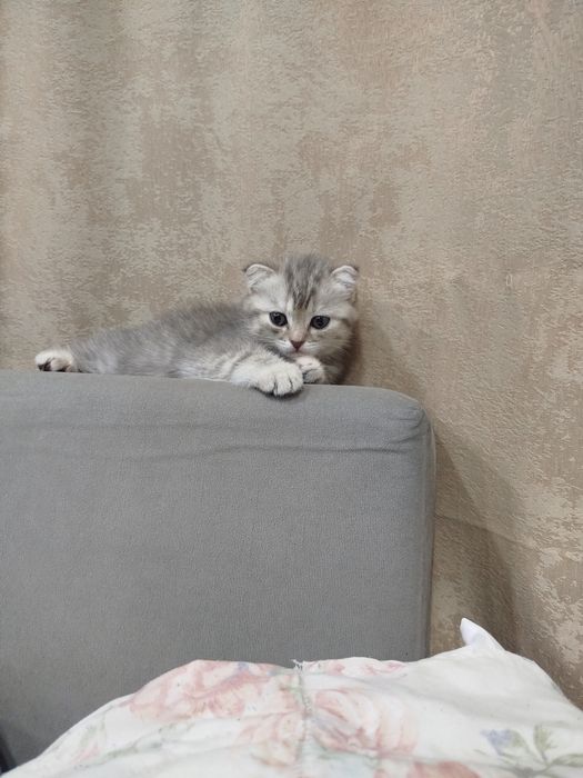 Котята шотландские