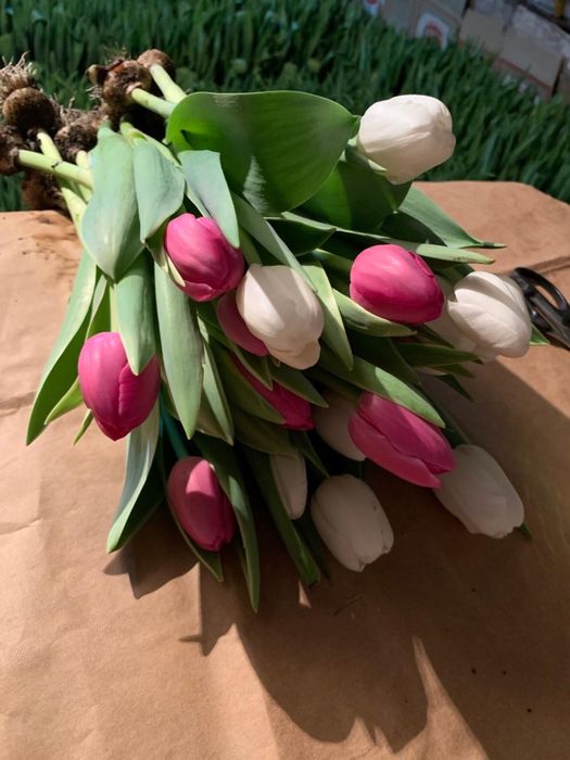 Тюльпаны оптом и врозницу