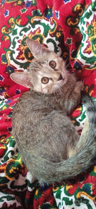Котёнок в добрые руки бесплатно