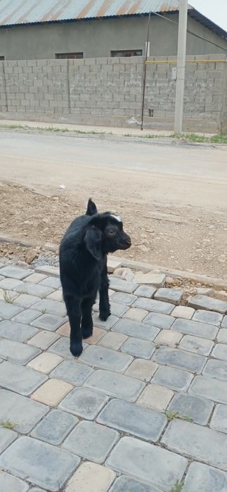 Екиши тума ешкі салсатылады