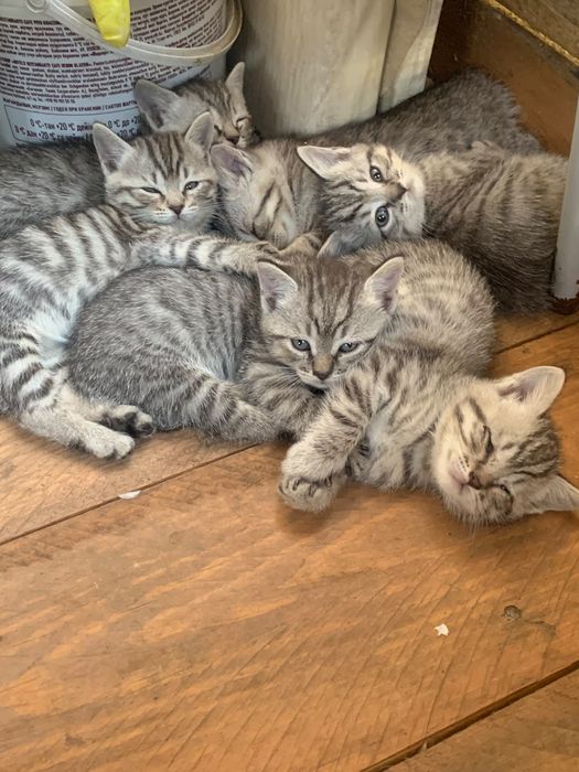 Отдам котят в хорошие руки