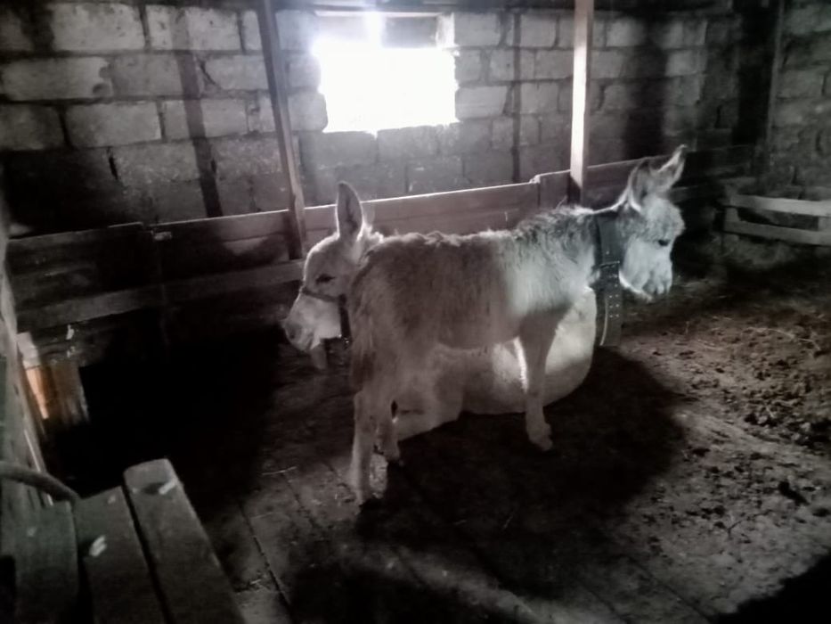 Продам Аслицу с осликом