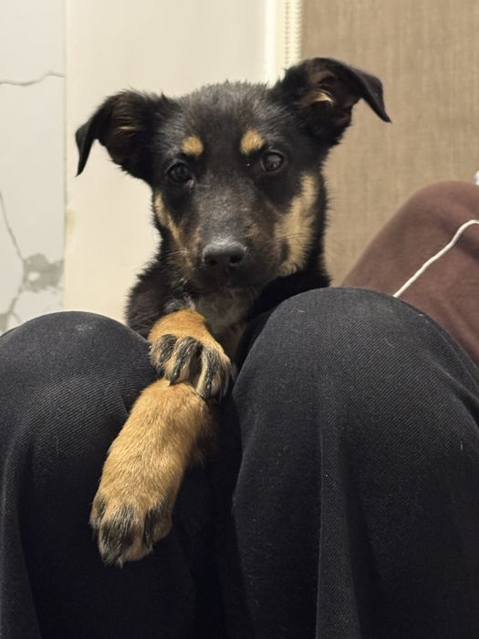 Малышка  ищет тёплый дом