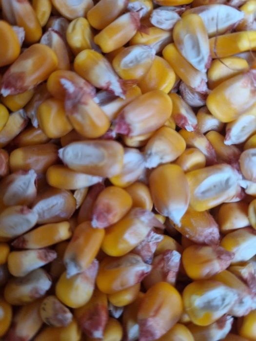 Porumb grâu și triticale