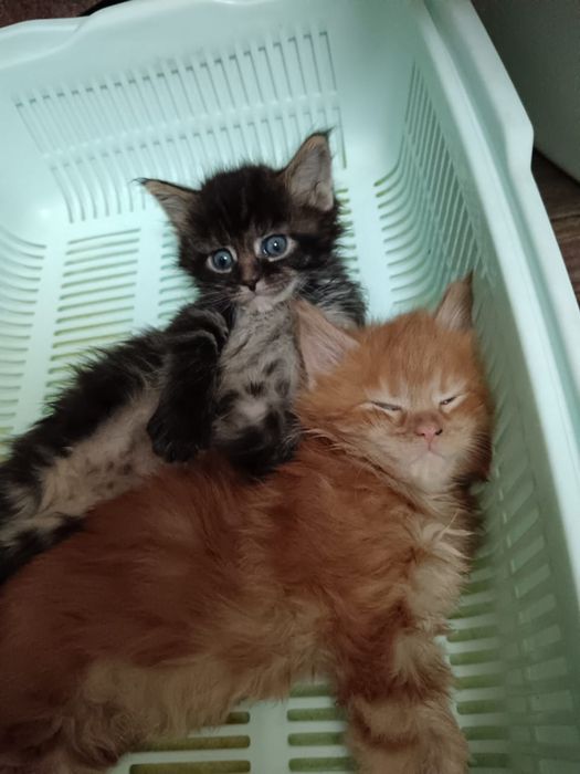 Котята мейн кун.