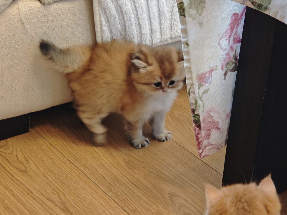 Котенца Британчета