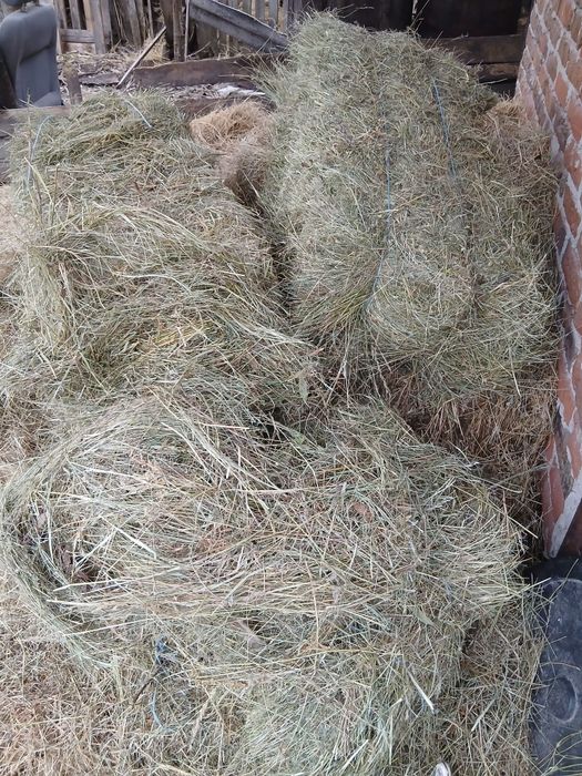 Vand baloti  2025 de fan calitate foarte bună