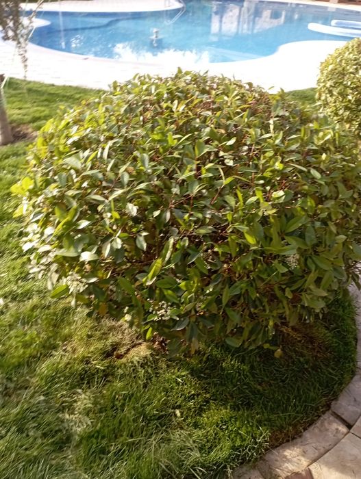 Archa kesish dorilash xizmati agranom