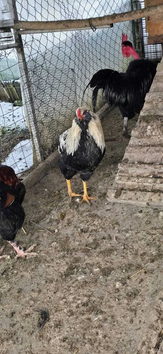 Vând cocoși Araucana 2025.