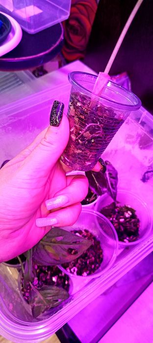 Продам деток Алоказии полли