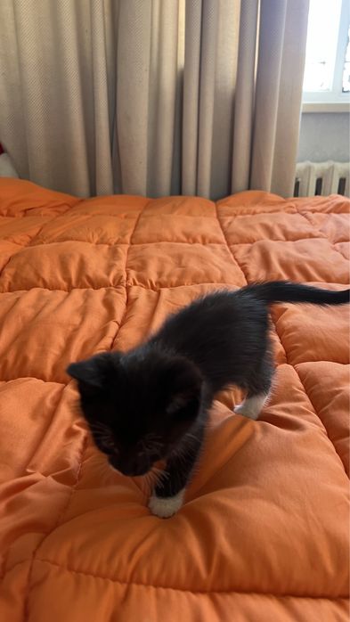 Котёнок мальчик, даром