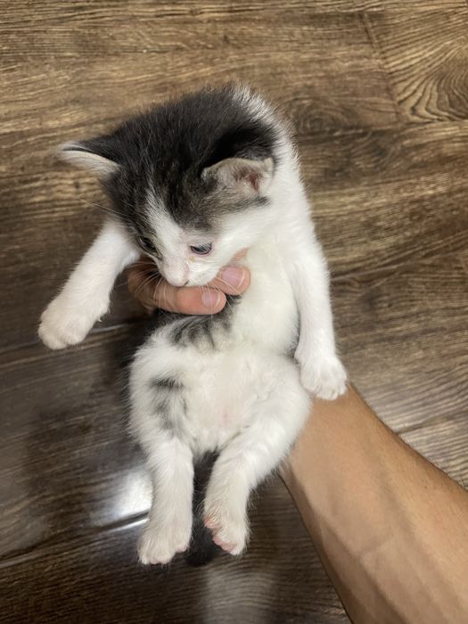 Отдам котенка в хорошие руки