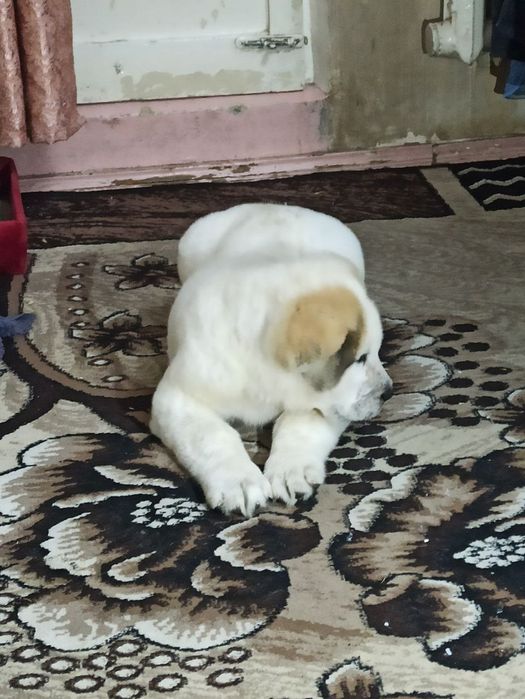 Шенок Алабая чистокровный