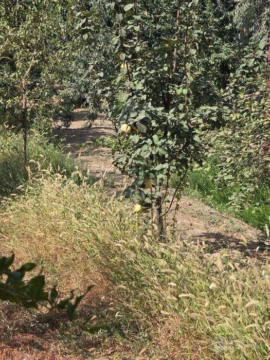 Chilonzorda 9 sotix xususiy mulk yeri — 35×33 M, QURILISHGA TAYYOR!