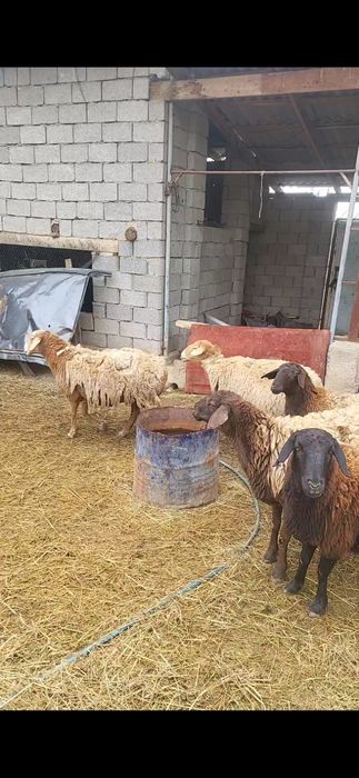 Кой, кошкар.  Буаз