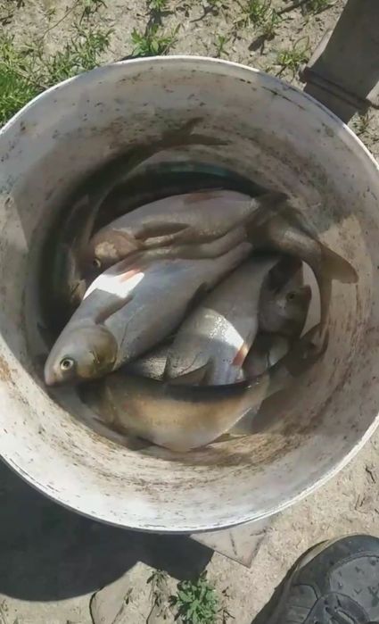 Балик baliq Сазан Амур Талисталоб