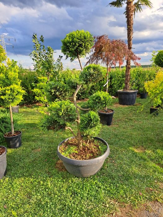 vand tuia smarald, leylandi, platan, catalpa,artar,palmier,gazon,tei