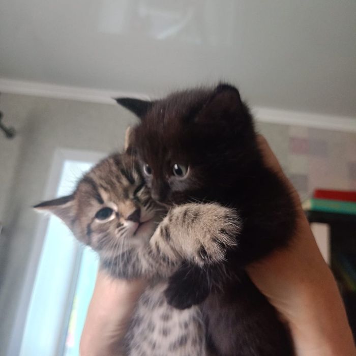 Отдам котят 1 месяц