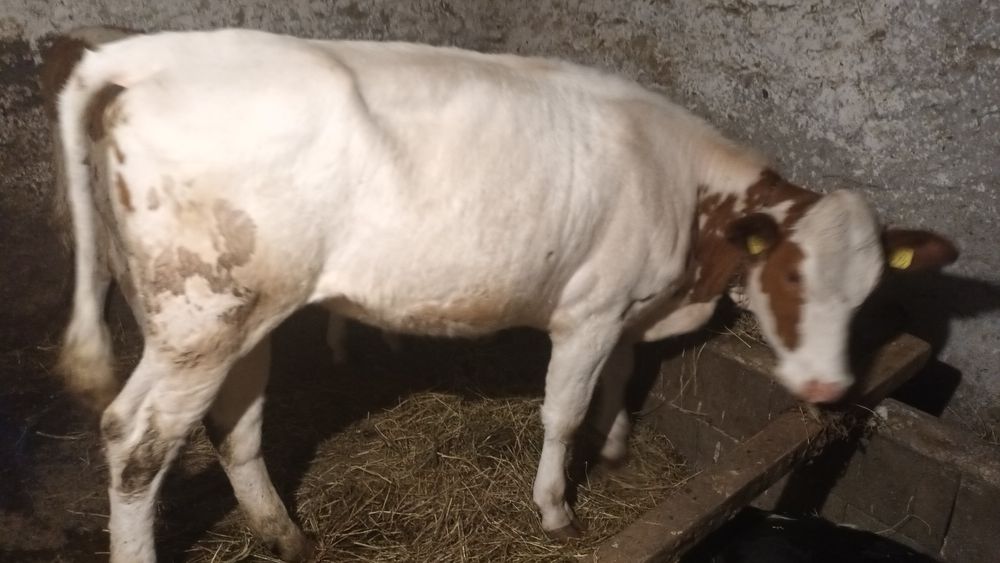 De vînzare 2 fetițe