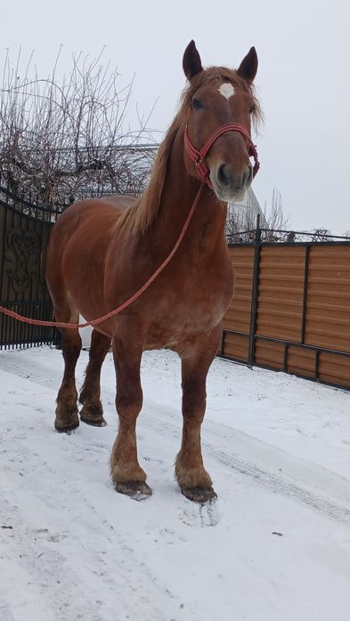 De vânzare armăsar