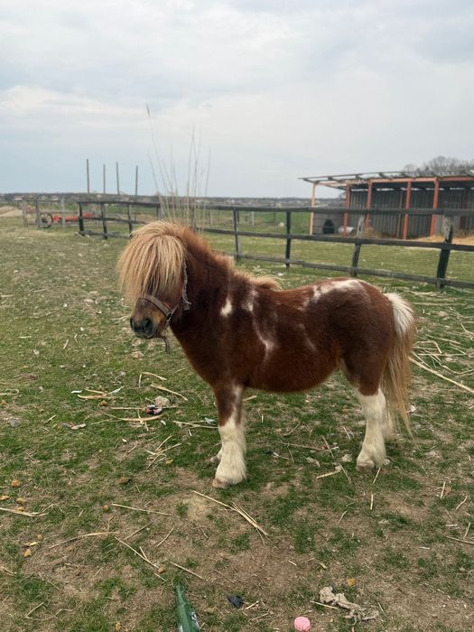 Vând ponei cal ( castrat )