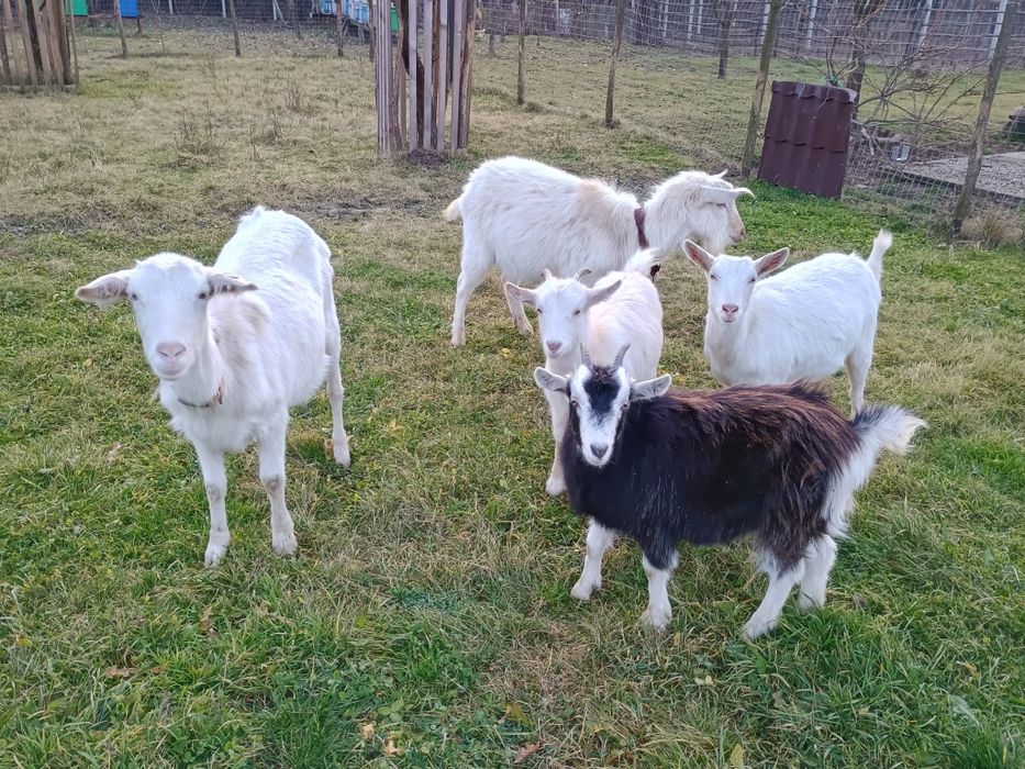 Schimbă locația următoarele capre