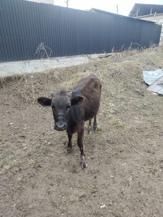 Еки 1 жас бызаулар