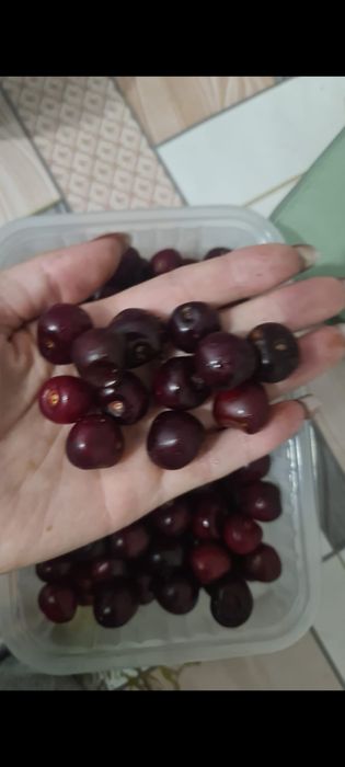 Черешня калированая