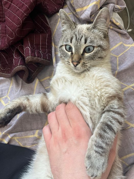 Ласковый кот для любящих хозяев