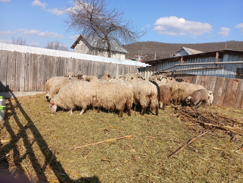 Vând 24 de oii adulte si un berbec si 21 de miei