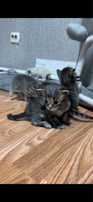 Продам милых котят
